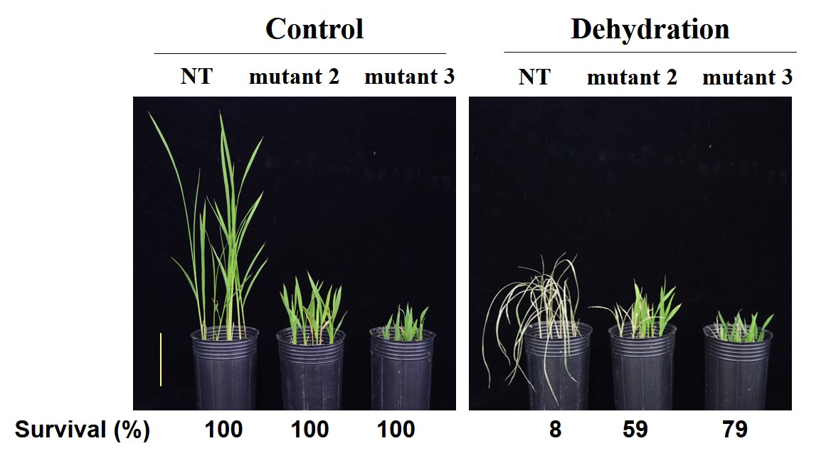 Drought stress tolerance is enhanced in GA deficient transgenic rice. Six 4-day-old seedlings were transferred to soil in the same pot and cultivated with 1/3 Kimura solution for 20 days. Plants were then dehydrated for 11 days and re-watered for 3 days. Survival rates (%) were determined after re-watering. NT: non-transformed plants